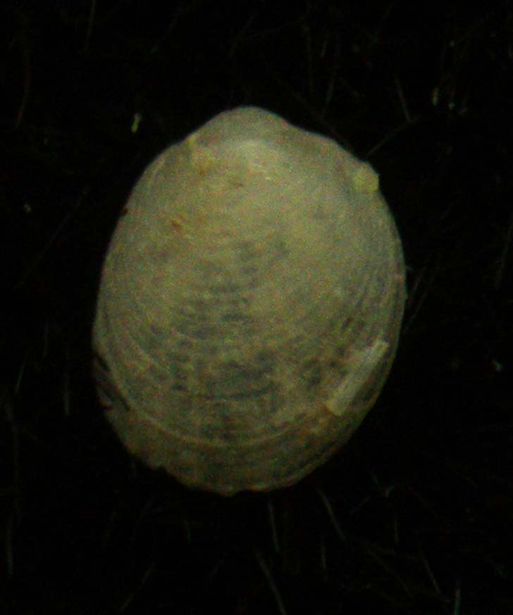 limopsis??